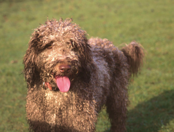 Australian Labradoodle Puppies Raised with Care and Expertise